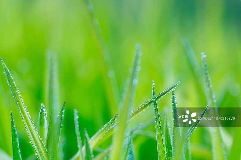 春天雨水中的小草嫩芽，雨水春风惊蛰谷雨了立夏图片素材