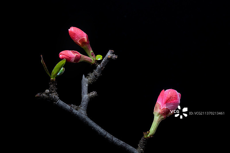 贴梗海棠花图片素材