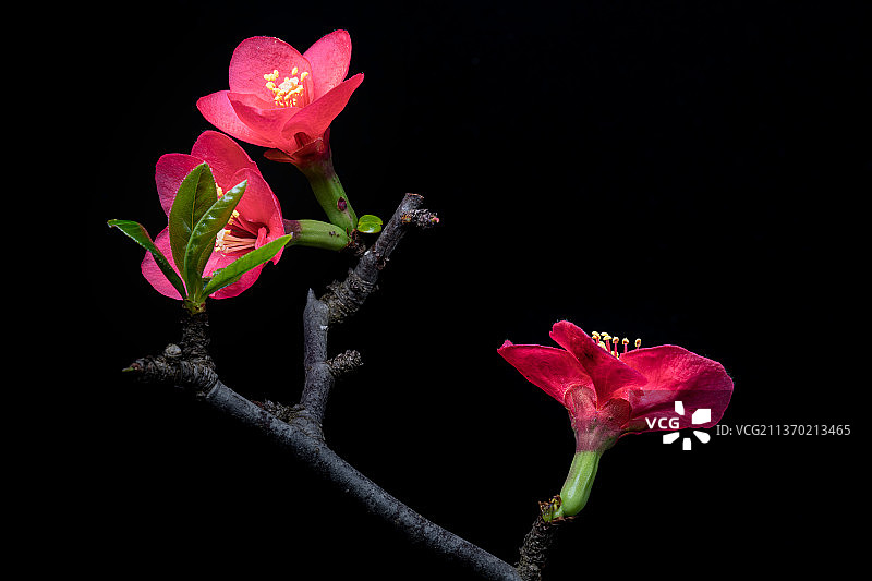 贴梗海棠花图片素材