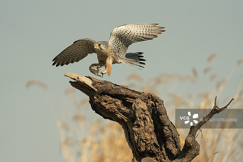 红隼狩猎图片素材