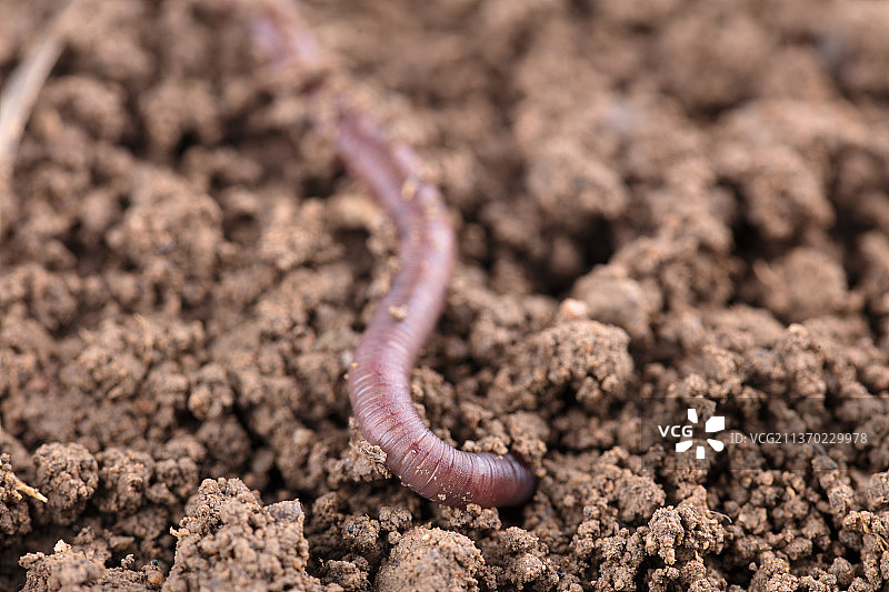 一条正往土里钻的蚯蚓图片素材