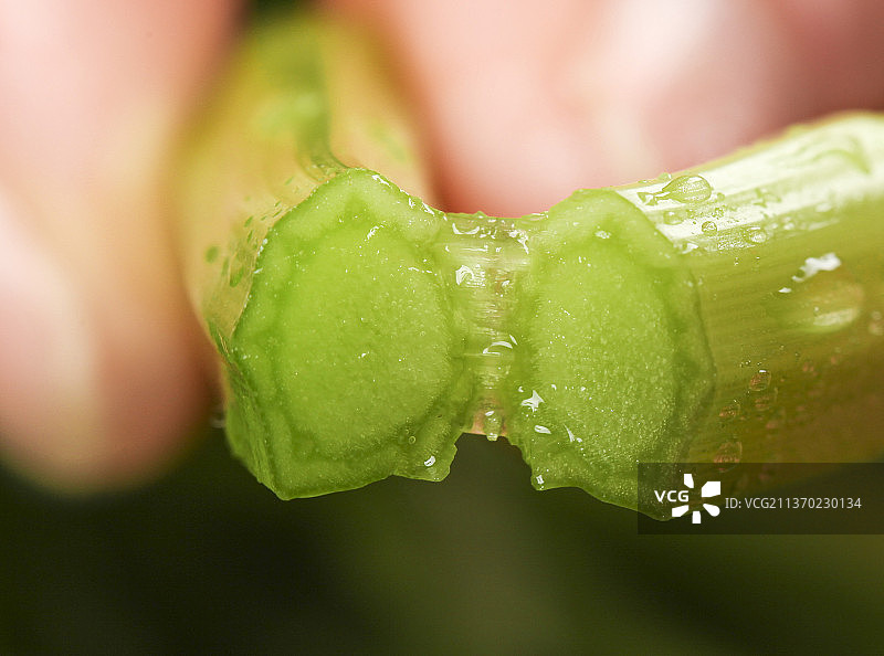 手里拿着水芹菜图片素材