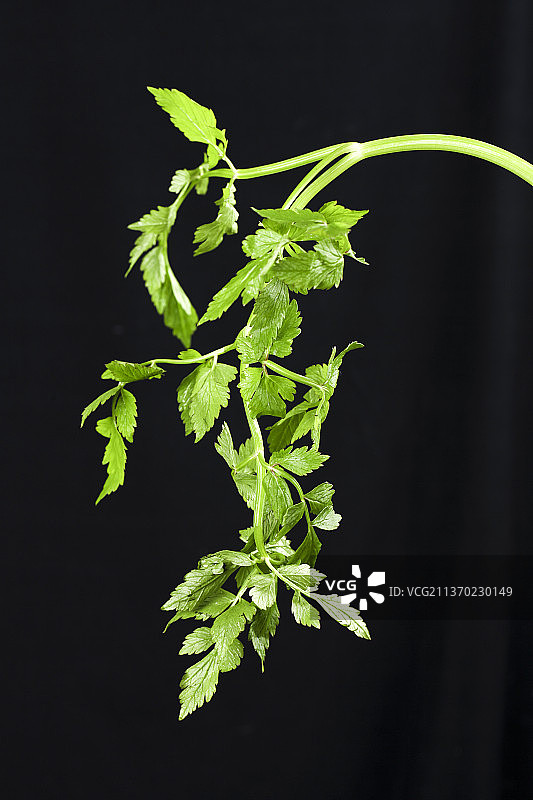 新鲜水芹菜图片素材