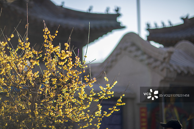 腊梅花开图片素材