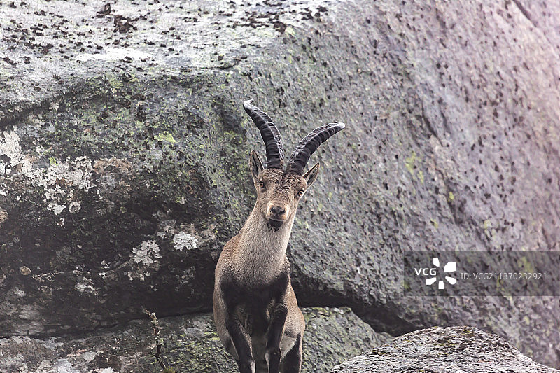 葡萄牙岩石上的野山羊肖像图片素材
