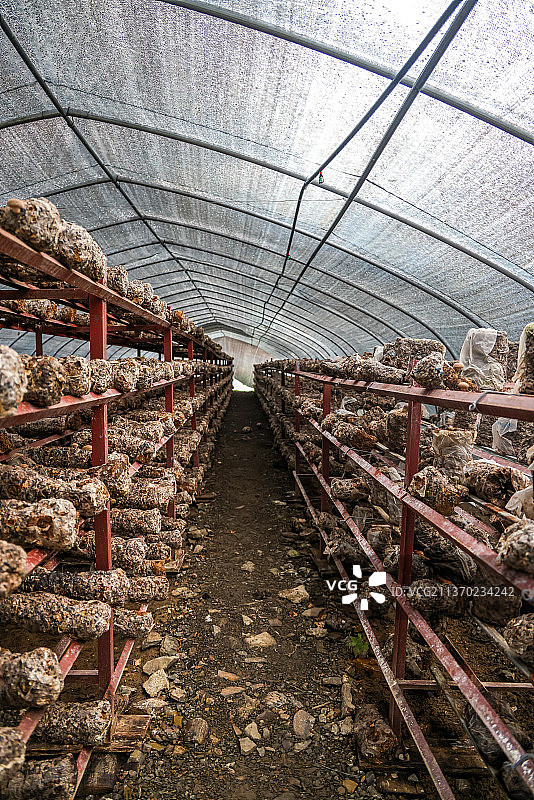 农业生产：重庆奉节县的香菇种植生产大棚里的香菇培育菌棒图片素材