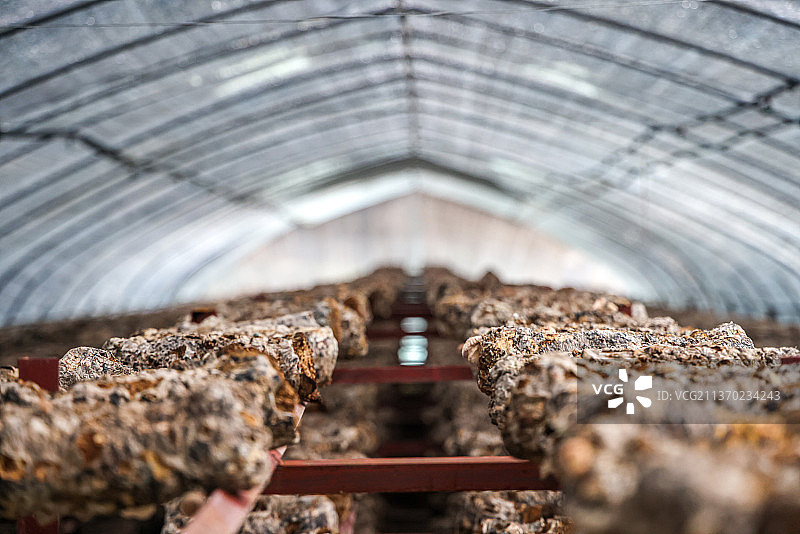 农业生产：重庆奉节县的香菇种植生产大棚里的香菇培育菌棒图片素材