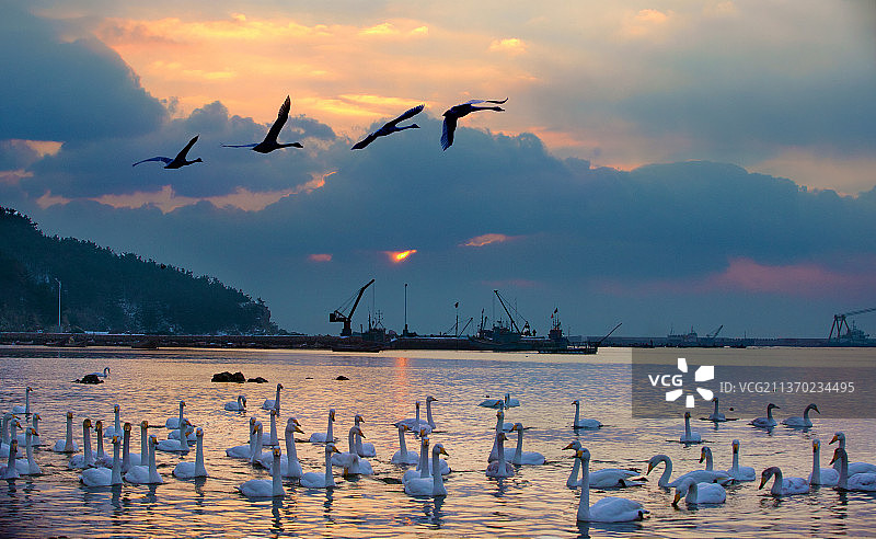 山东省荣城烟墩角天鹅图片素材