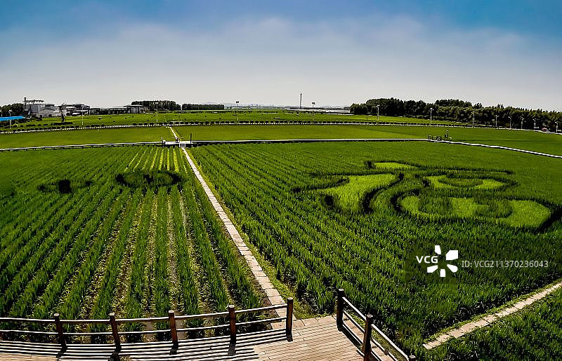 稻花飘香图片素材