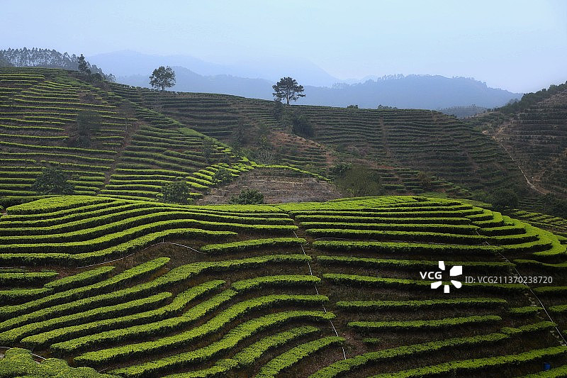 春到岭头图片素材
