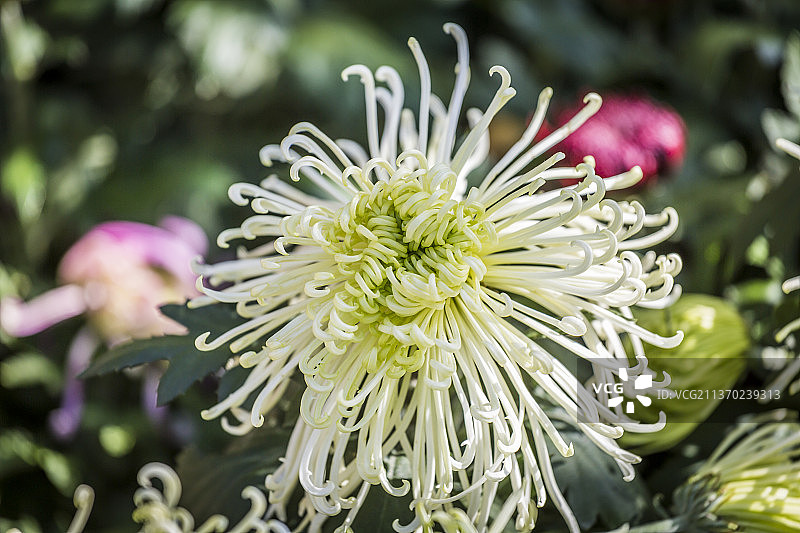 户外菊花特写图片素材