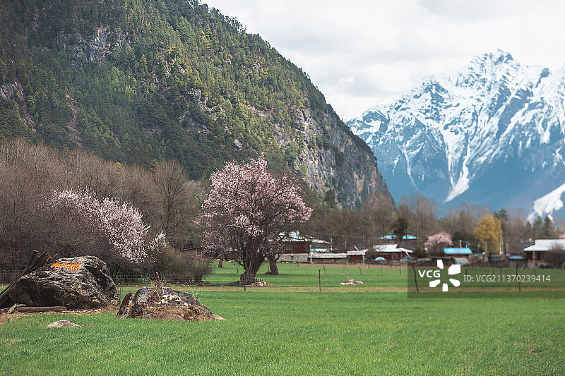 林芝桃花图片素材