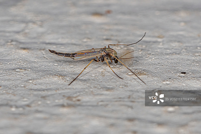 成年不咬蠓，地面昆虫特写图片素材