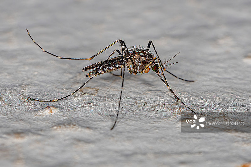 成年库蚊昆虫，木头上昆虫的特写图片素材