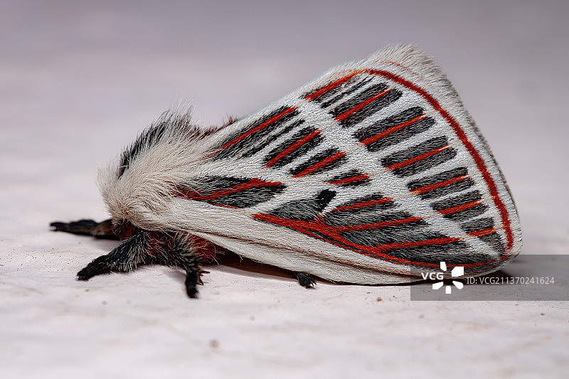 成年红色飞蛾特写，墙上的昆虫图片素材