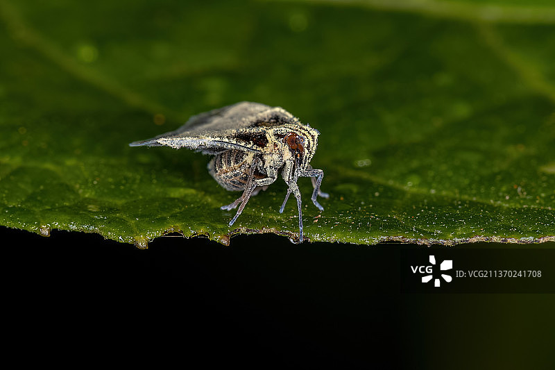 成年小型飞虱，树叶上的蜘蛛特写图片素材