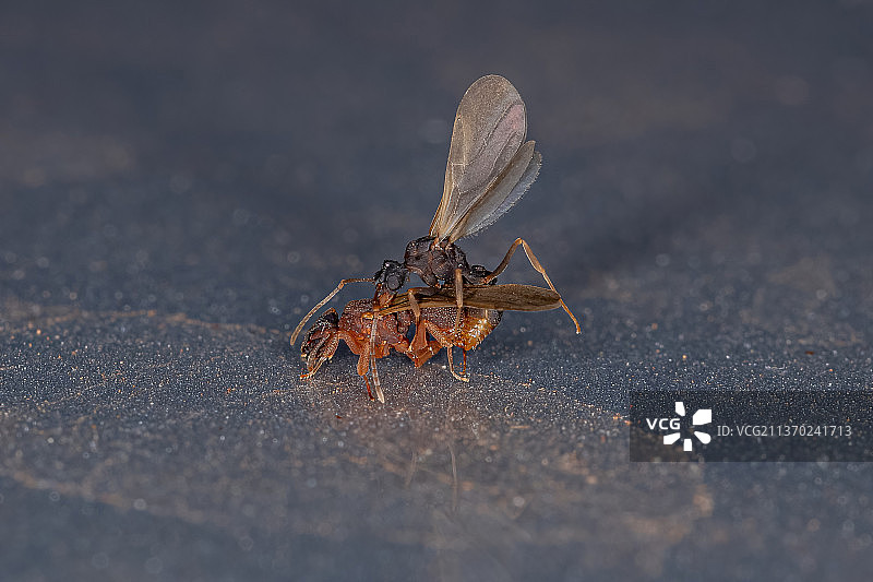 小型成体真菌生长的蚂蚁，昆虫在路上的特写图片素材