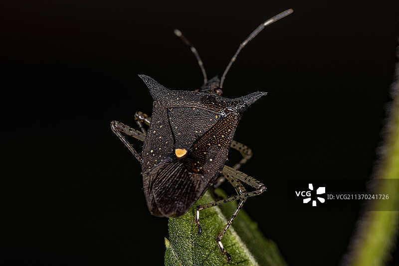 成年椿象，黑色背景下树叶上的昆虫特写图片素材