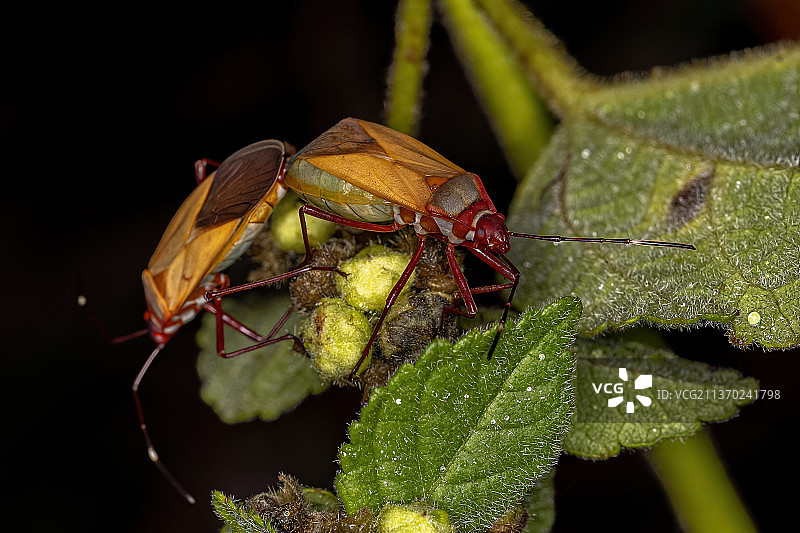棉红蝽成虫，树叶上的昆虫特写图片素材
