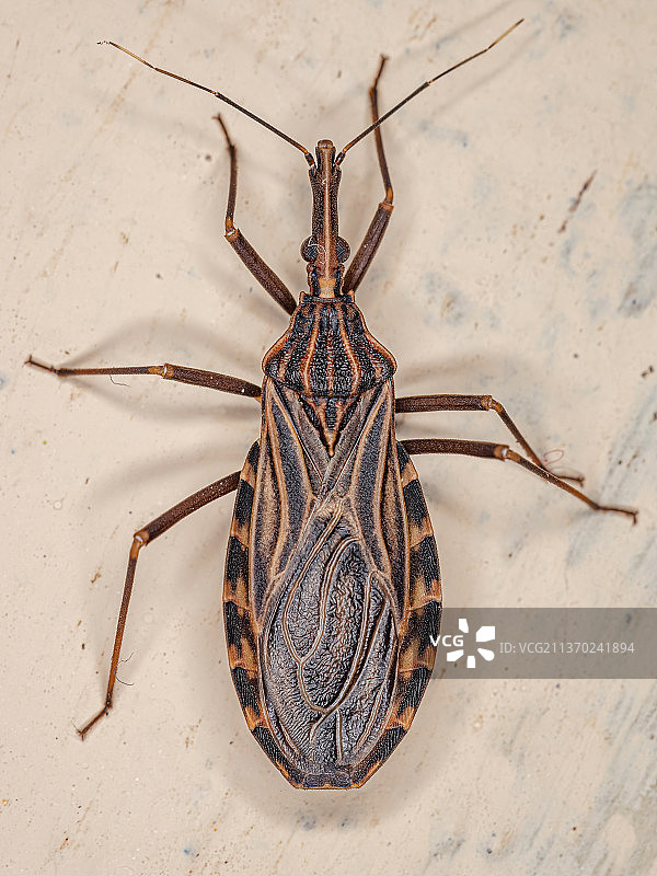 成年吸血锥鼻虫，墙壁上的昆虫俯视照图片素材