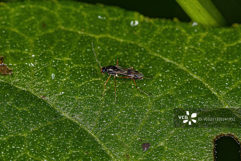 小型成年线角亚目蝇，昆虫在树叶上的特写图片素材