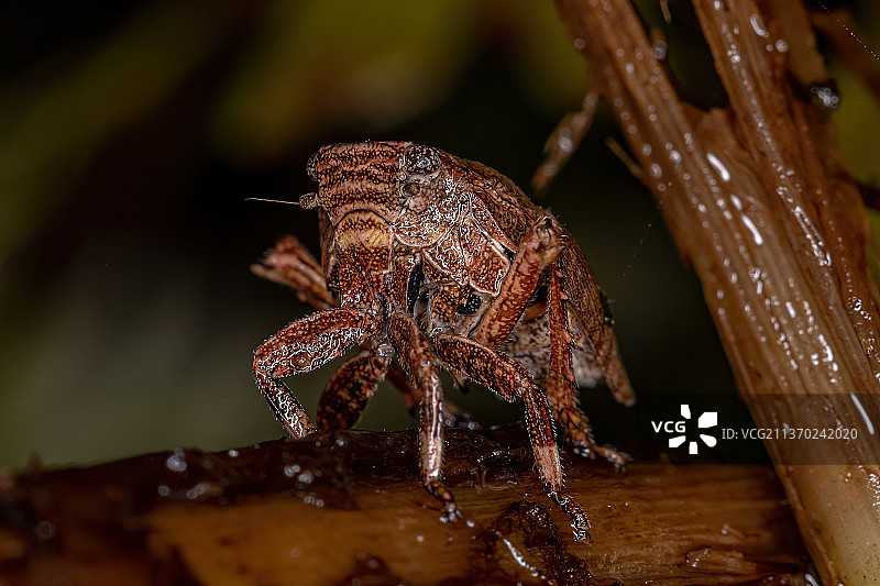 木虱若虫，木头上昆虫的特写图片素材