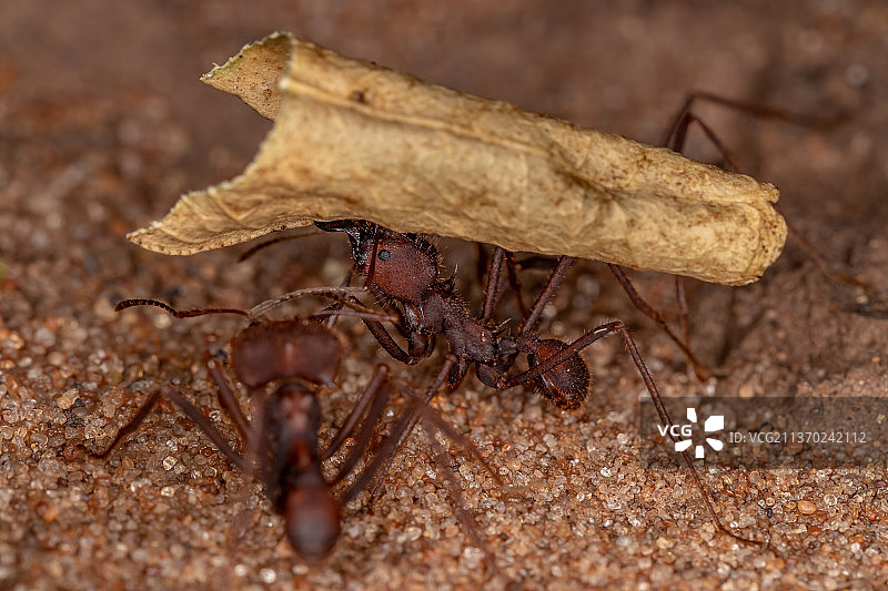 切叶蚁地面特写图片素材