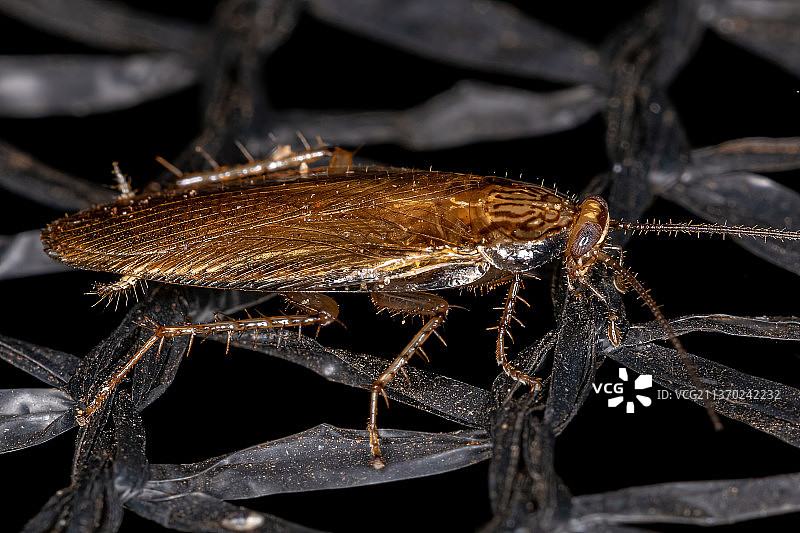 成年木蟑螂，植物上的昆虫特写图片素材