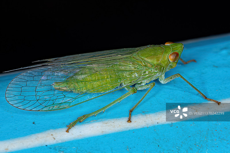 成年绿色Dictyopharid飞虱，树叶上的昆虫特写图片素材