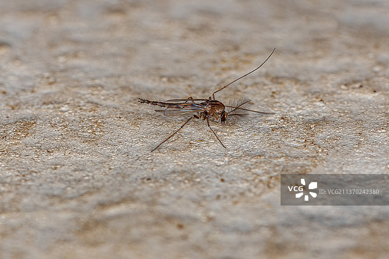 成年不咬蠓，地面昆虫特写图片素材