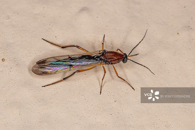 沙滩上的成年蠓虫图片素材