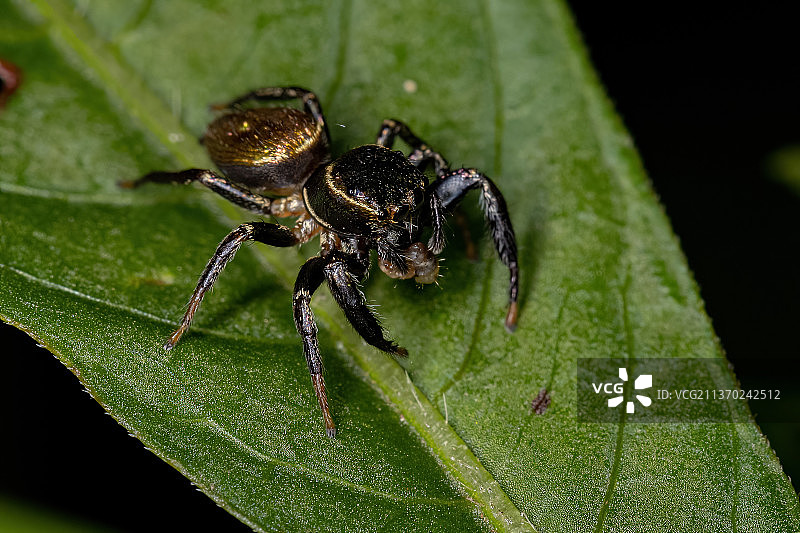 小型跳蛛：叶子上蜘蛛的特写图片素材