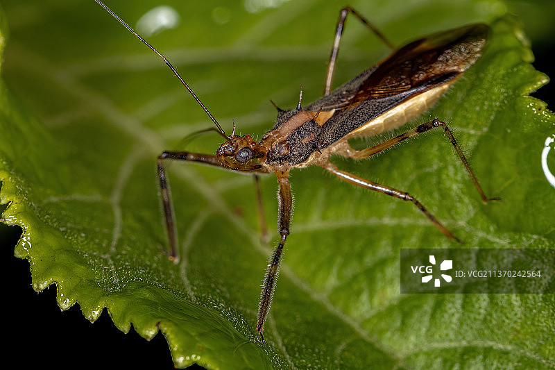 叶子上昆虫的猎蝽特写图片素材