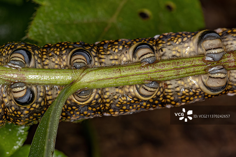 长喙天蛾幼虫，植物上的蛇特写图片素材