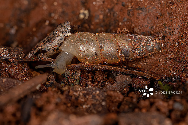 普通陆地蜗牛，岩石上蜥蜴的特写图片素材