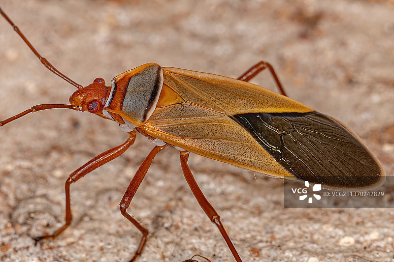 棉红蝽虫的特写图片素材