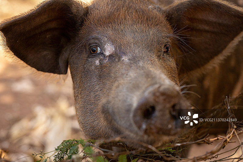 黑色家猪特写图片素材