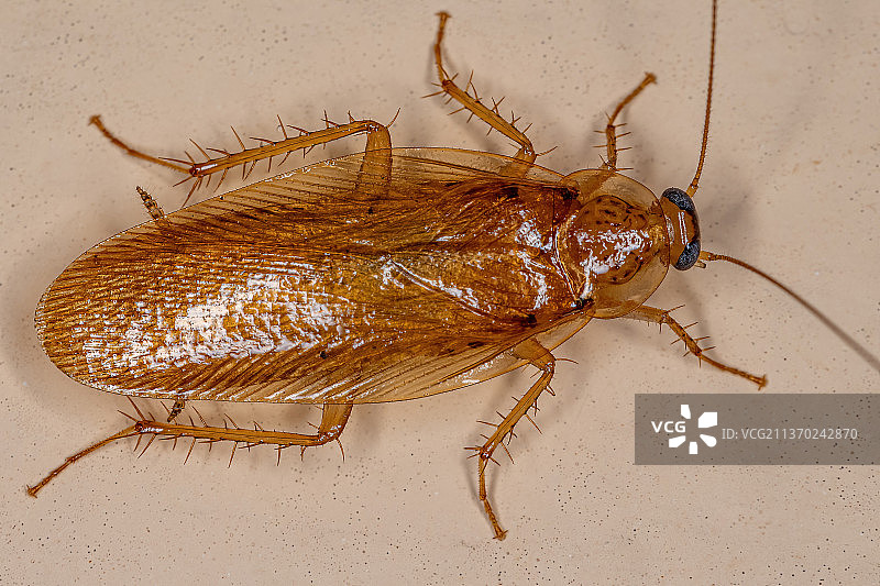 成年木蟑螂特写图片素材