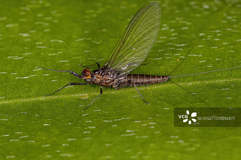 成年雌性鳃may，叶子上昆虫特写图片素材