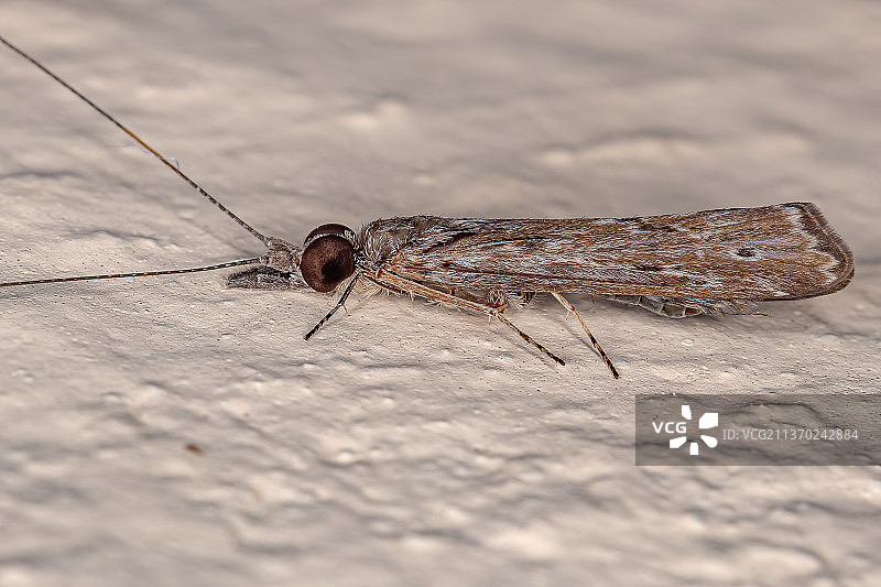 木头上石蛾昆虫特写图片素材