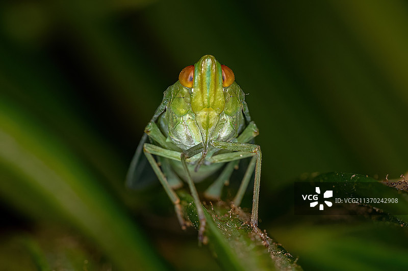 成年绿色飞虱昆虫，叶子上昆虫特写图片素材