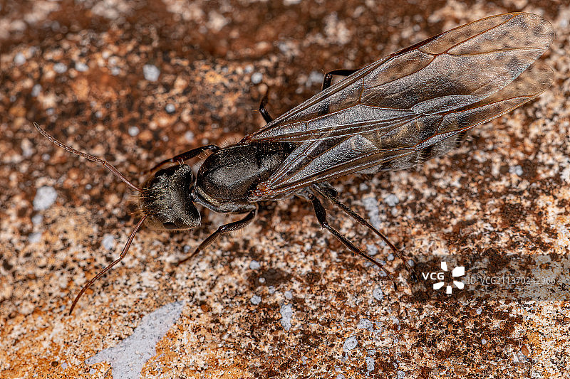 成年雌性木匠蚁后特写图片素材
