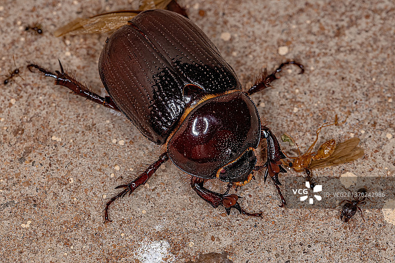 成年雌性犀牛甲虫，地面上昆虫的特写图片素材