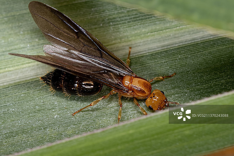 成年雌性有翼鸡尾酒蚁后图片素材