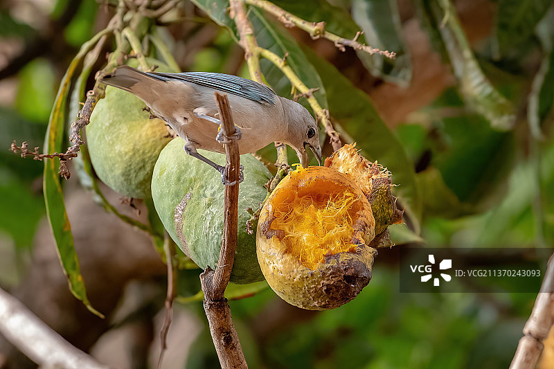 棕榈唐纳雀，栖息在树枝上的鸟儿特写图片素材