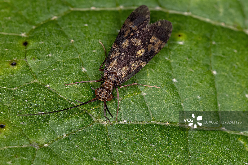 成年石蛾昆虫特写图片素材
