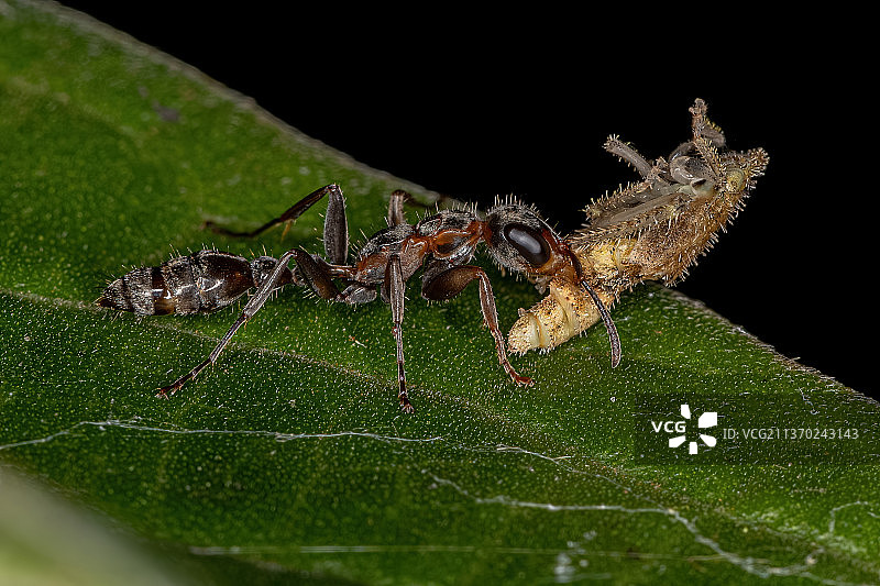 成年雌性树枝蚁特写，昆虫在黑色背景下的树叶上图片素材