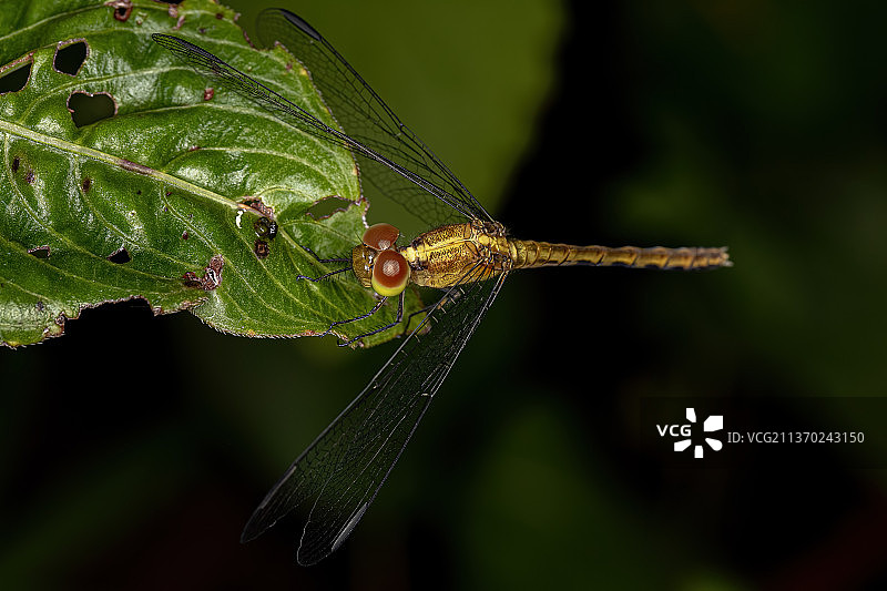 成年蜻蜓昆虫：植物上蜻蜓的特写图片素材