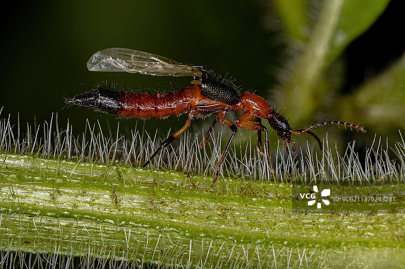 成年鞭甲，植物上昆虫的特写图片素材
