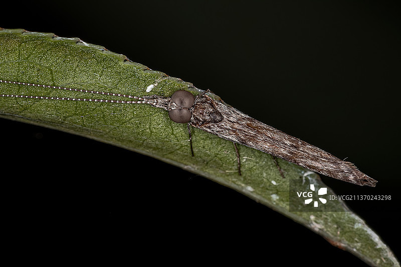 石蛾成虫，黑色背景下树叶上的昆虫特写图片素材